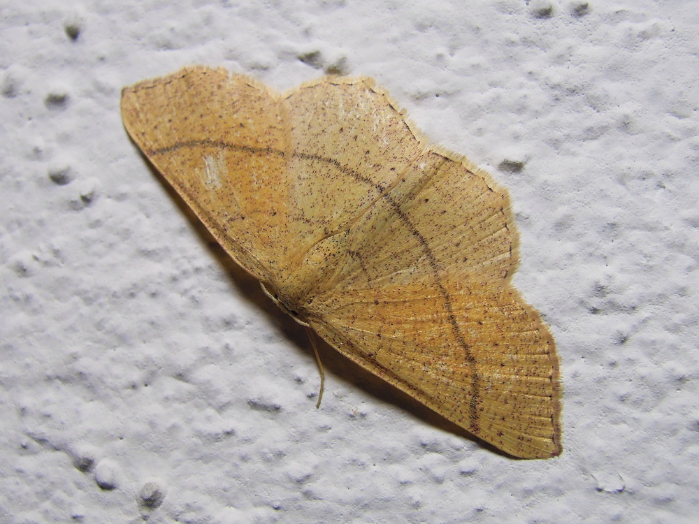 Cyclophora suppunctaria ??